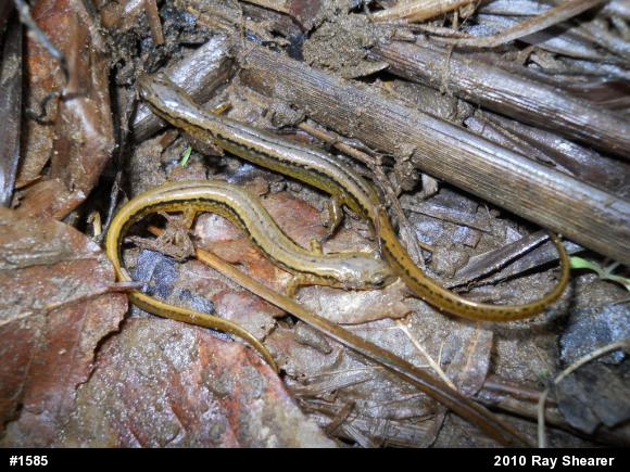 Northern Two-lined Salamander