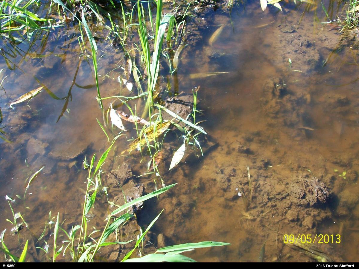Green Frog