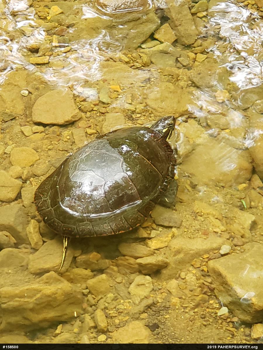 Midland Painted Turtle