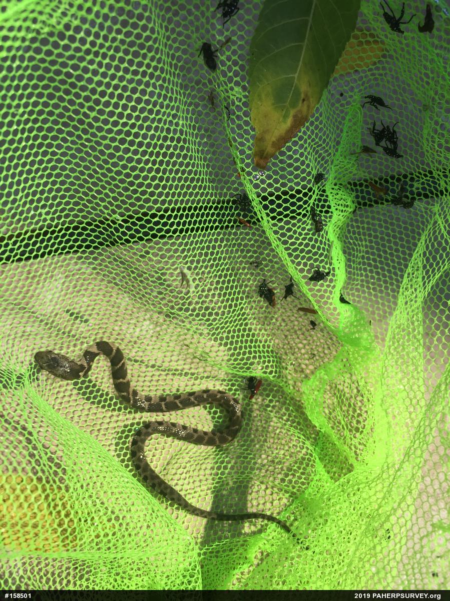 Northern Watersnake