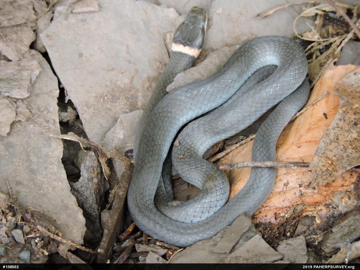 Northern Ring-necked Snake