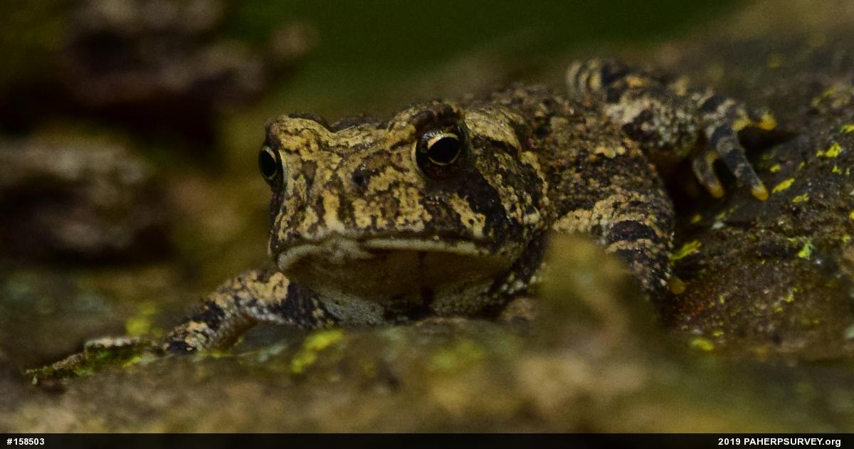 True Toads