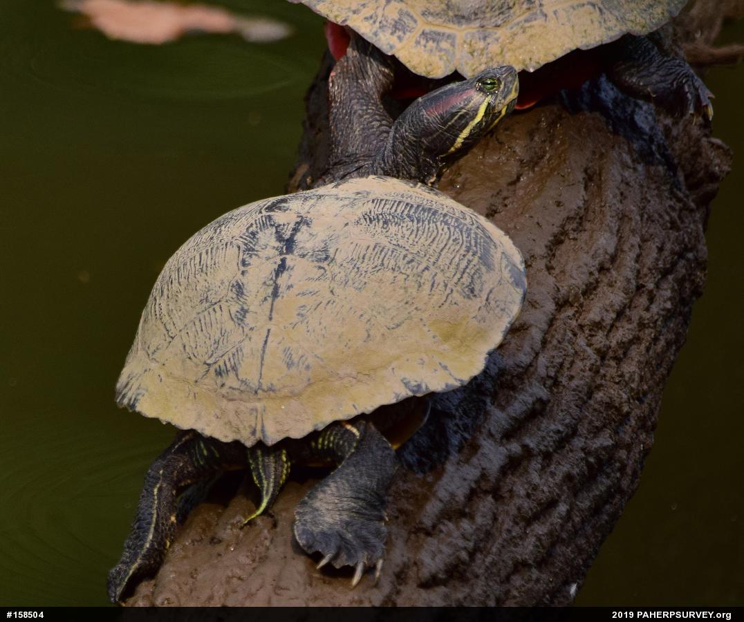 Red-eared Slider