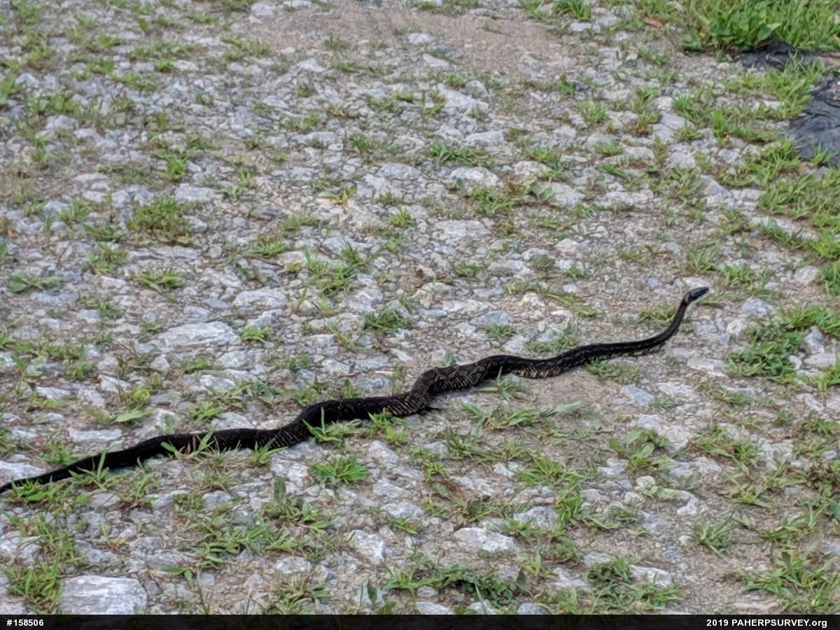 Eastern Ratsnake