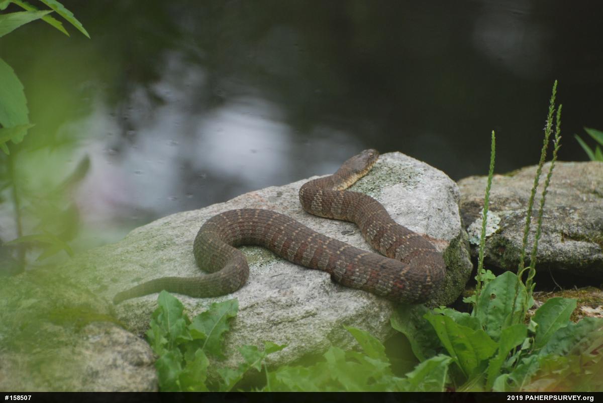 Northern Watersnake
