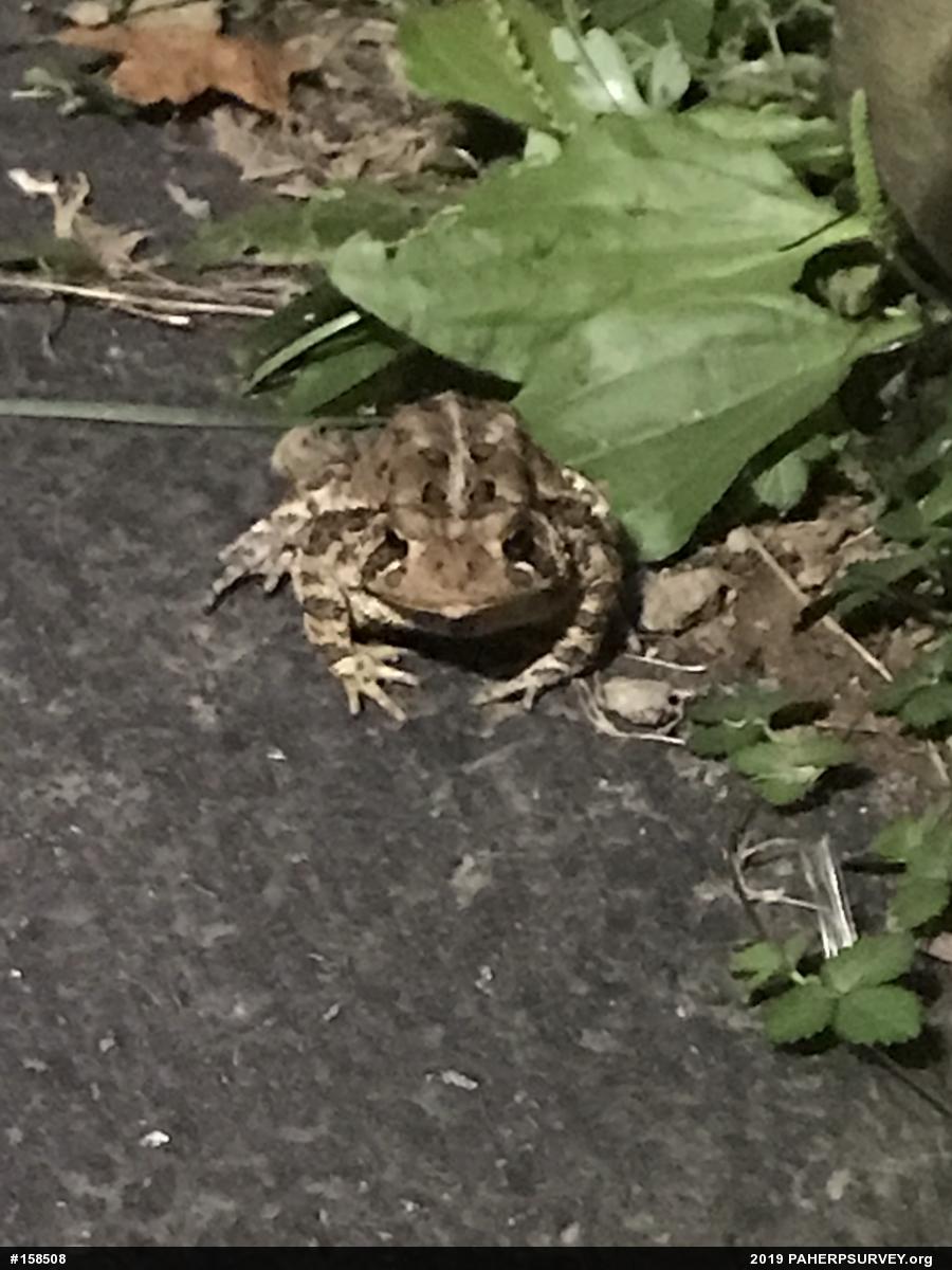 Eastern American Toad