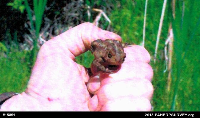 Eastern American Toad