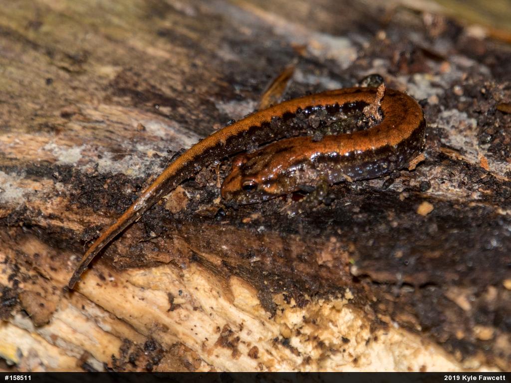 Allegheny Mountain Dusky Salamander