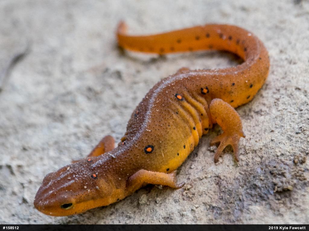Red-spotted Newt