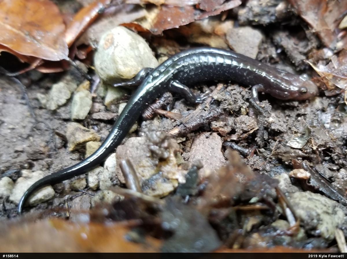 Allegheny Mountain Dusky Salamander
