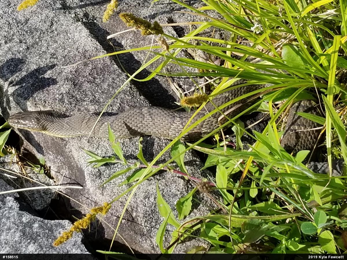 Northern Watersnake