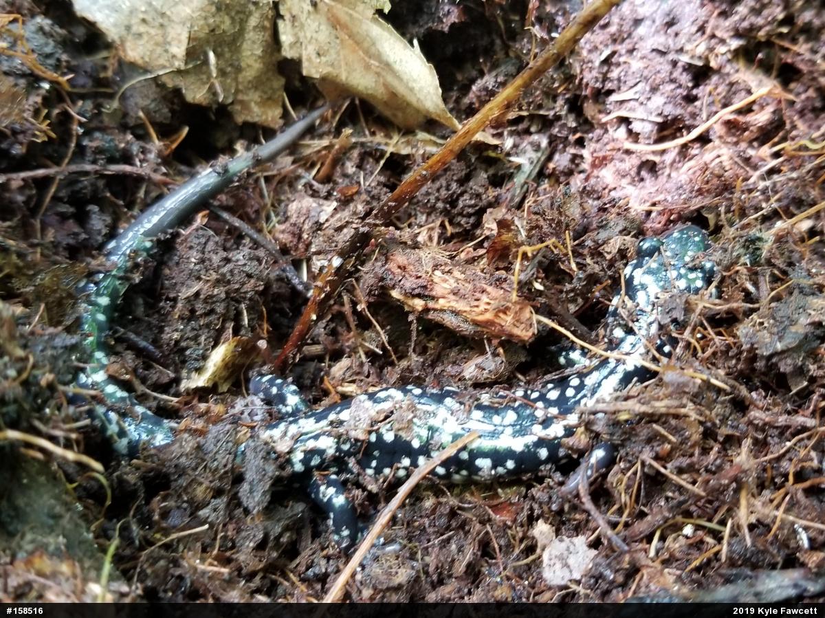 Northern Slimy Salamander