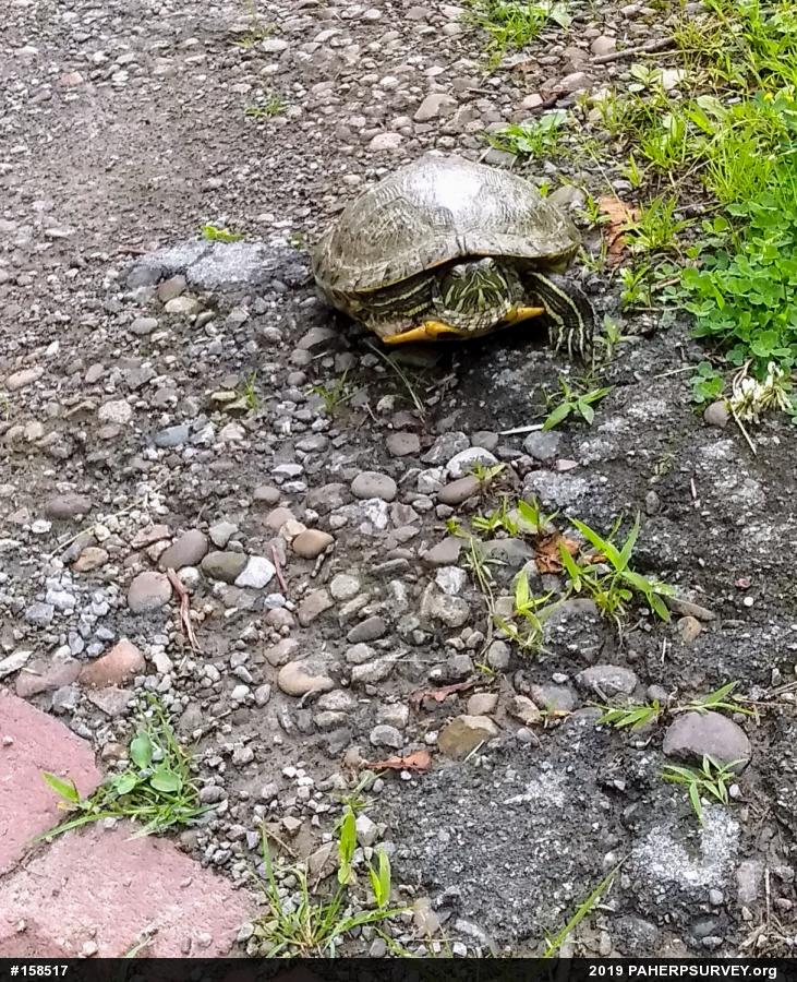Red-eared Slider