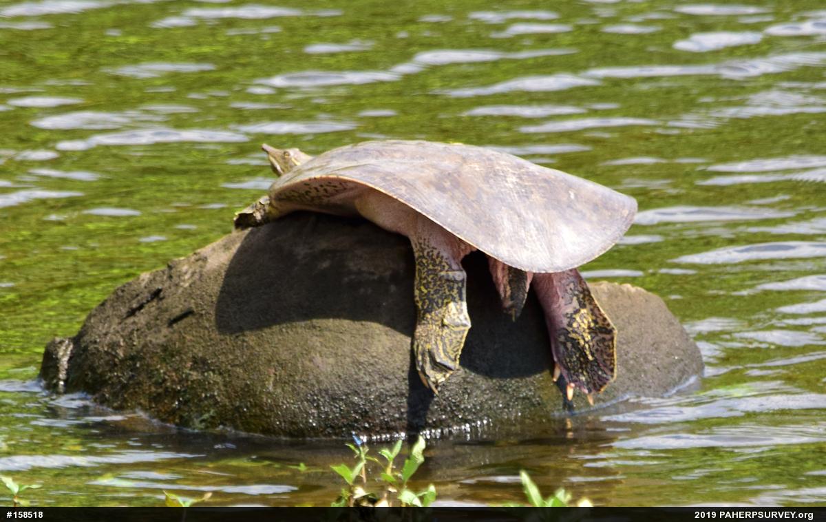 Eastern Spiny Softshell