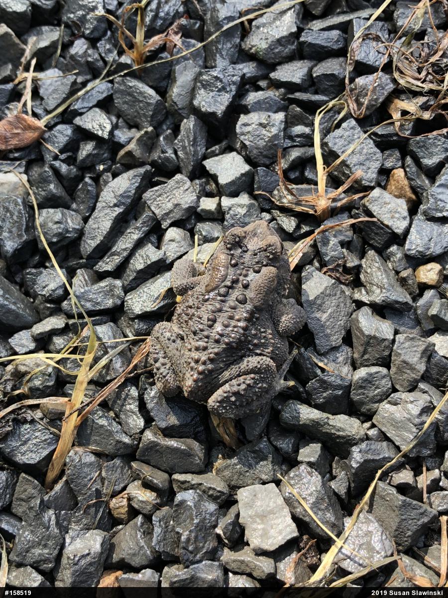 Eastern American Toad