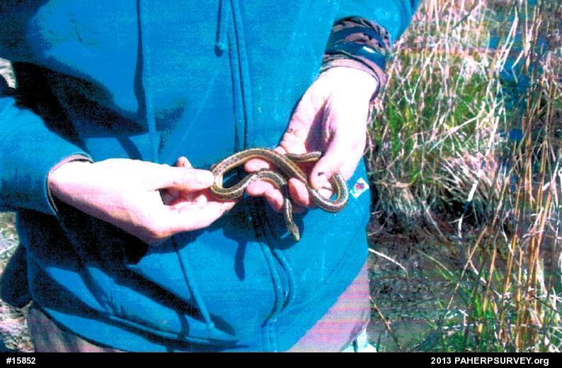 Eastern Gartersnake