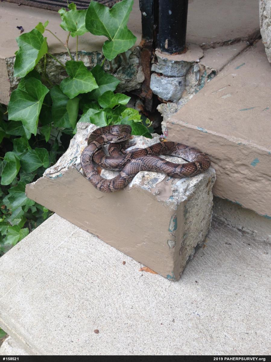 Eastern Milksnake