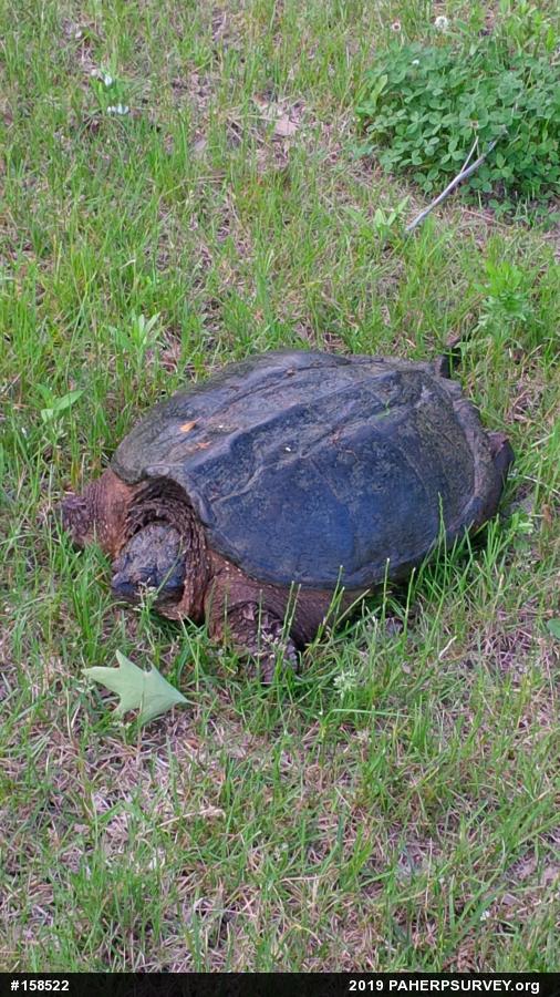 Snapping Turtle