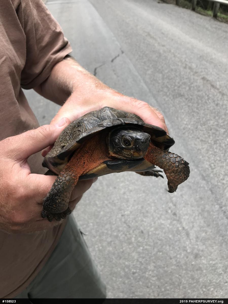Wood Turtle