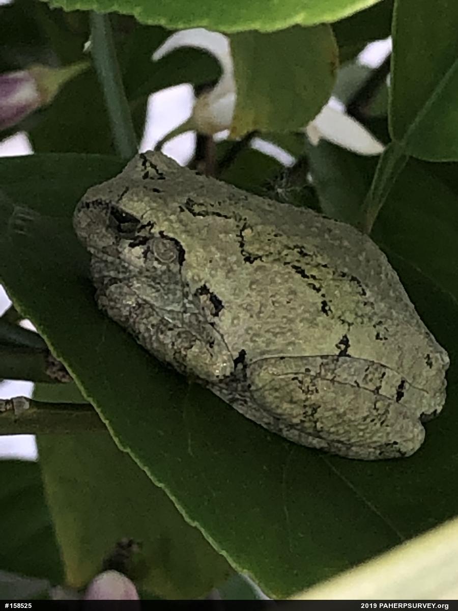 Unknown Gray Treefrog