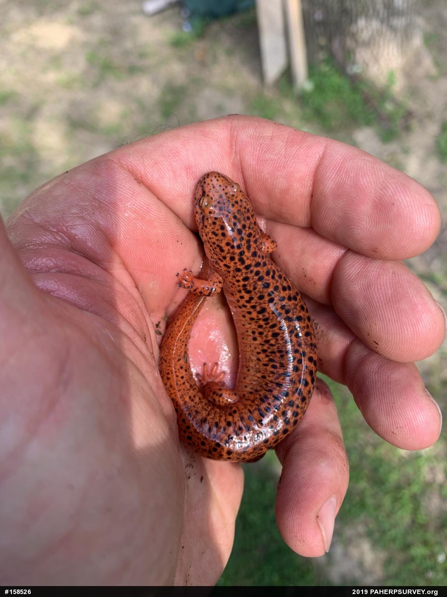 Northern Red Salamander