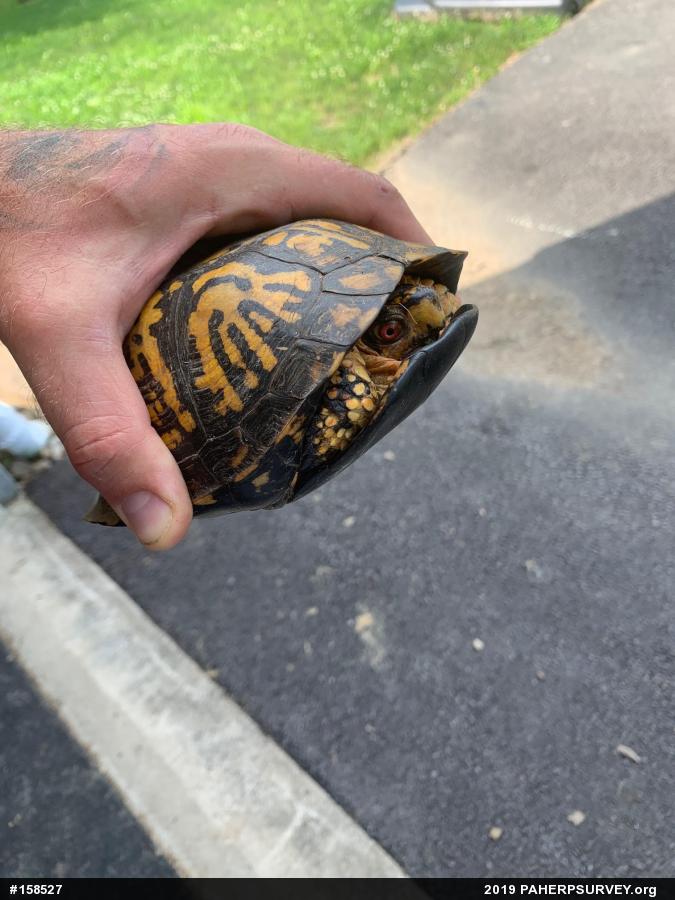 Eastern Box Turtle