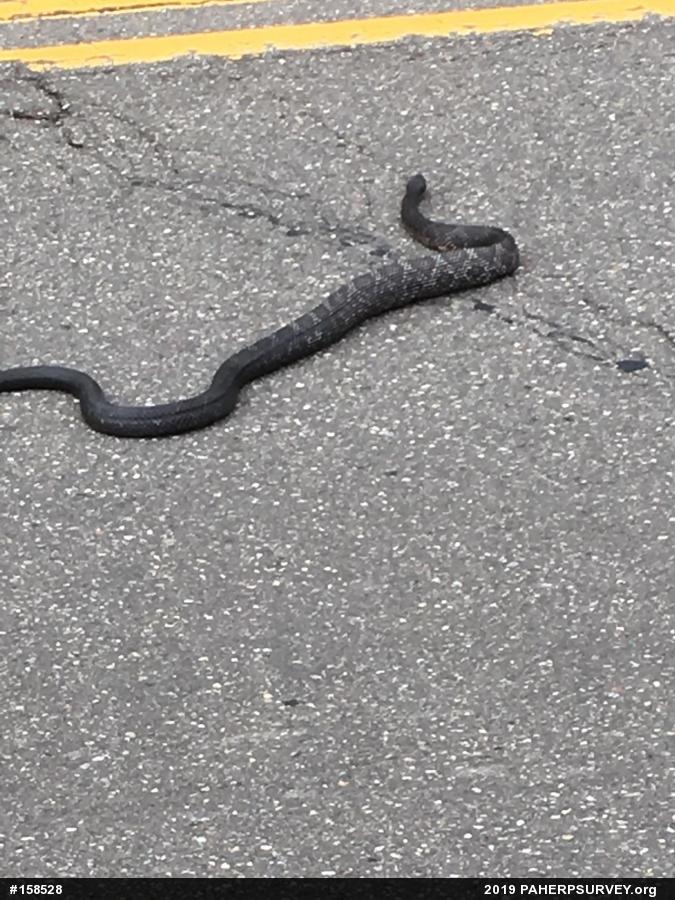 Eastern Ratsnake