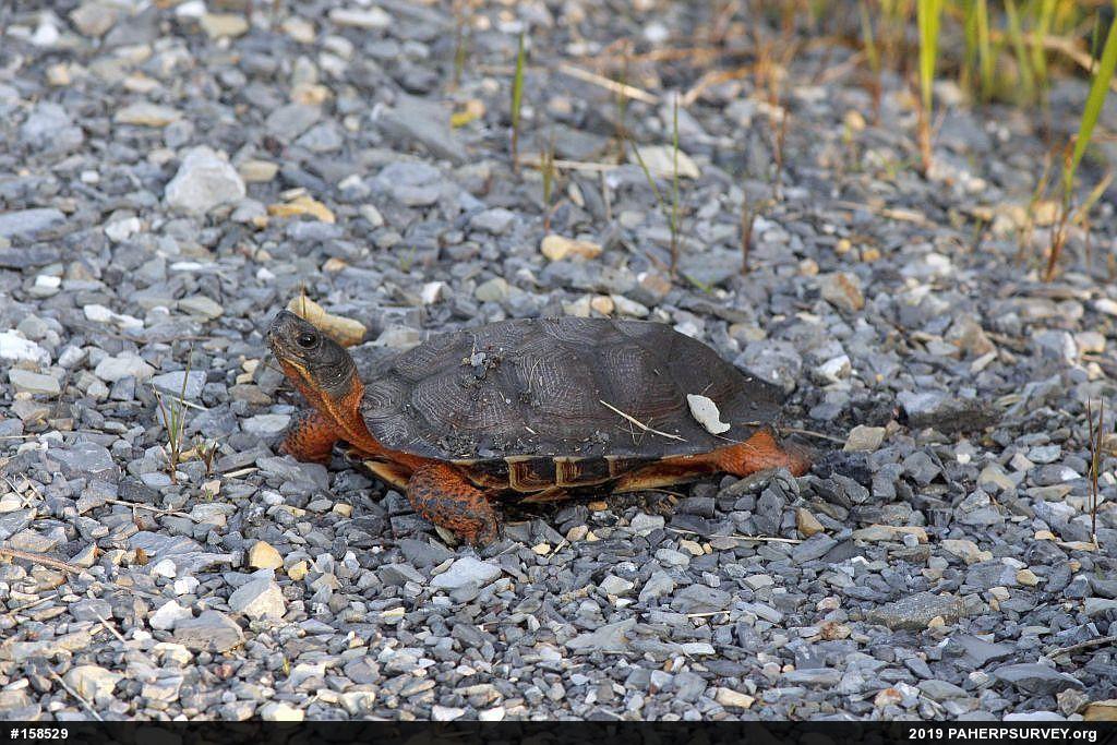 Wood Turtle