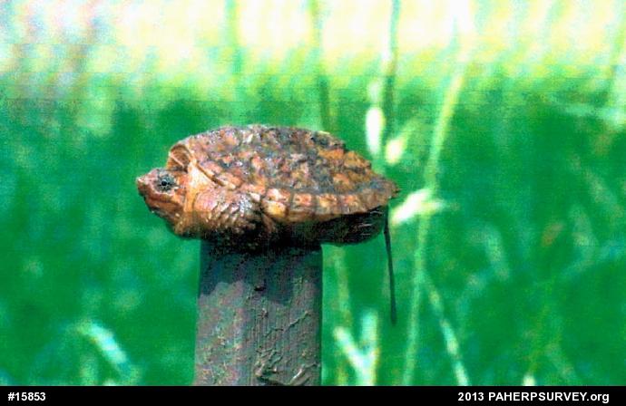 Snapping Turtle