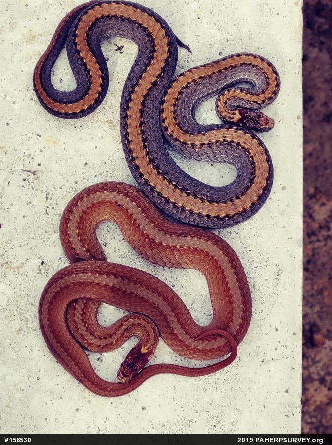 Red-bellied Snake