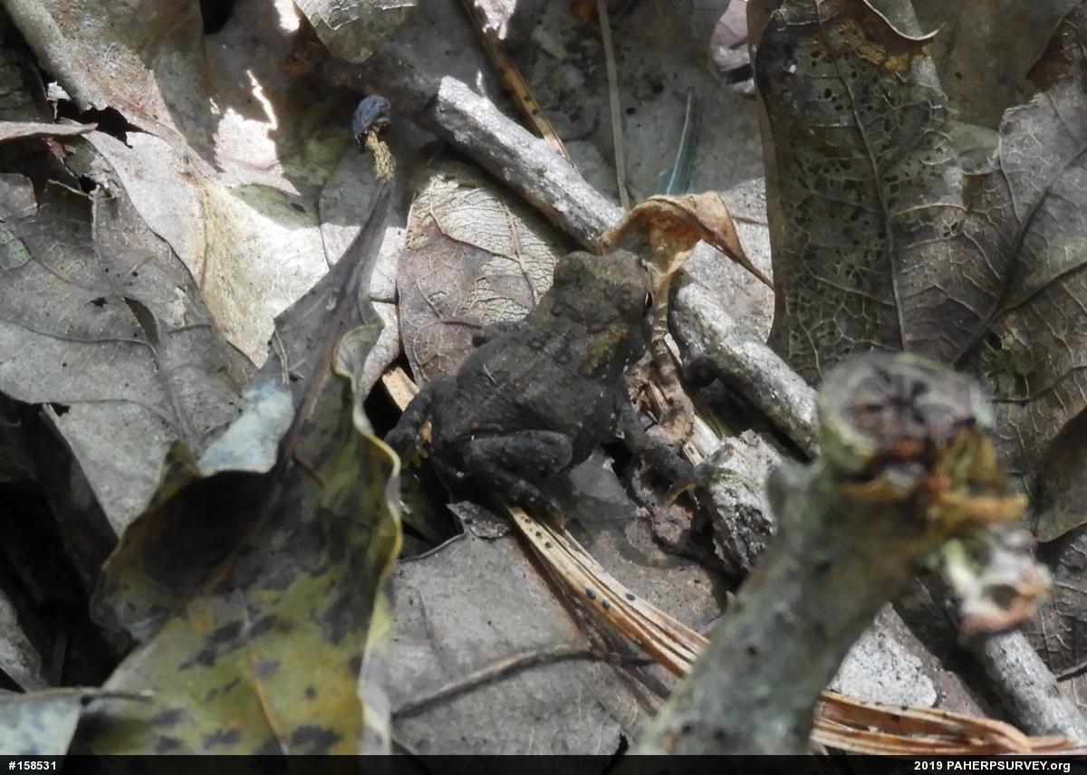 Eastern American Toad