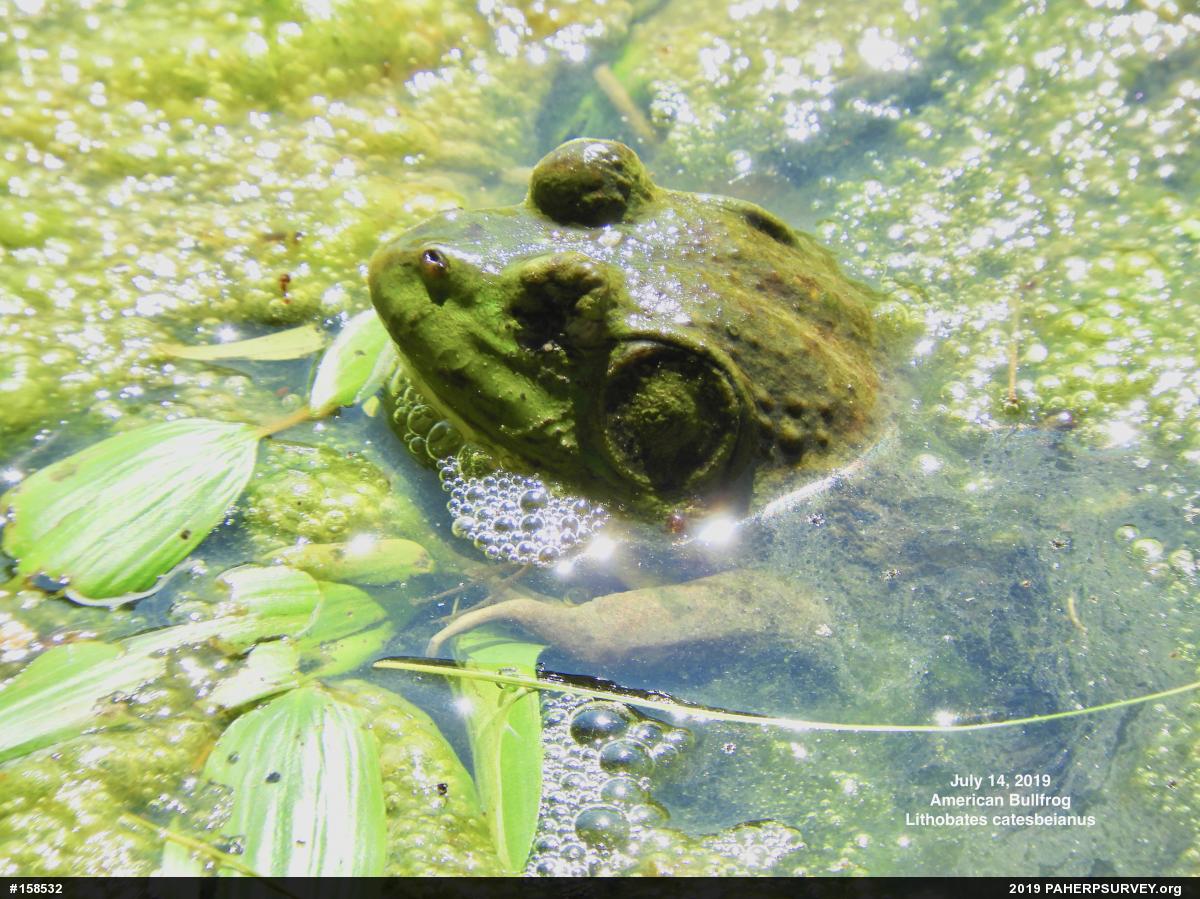 American Bullfrog