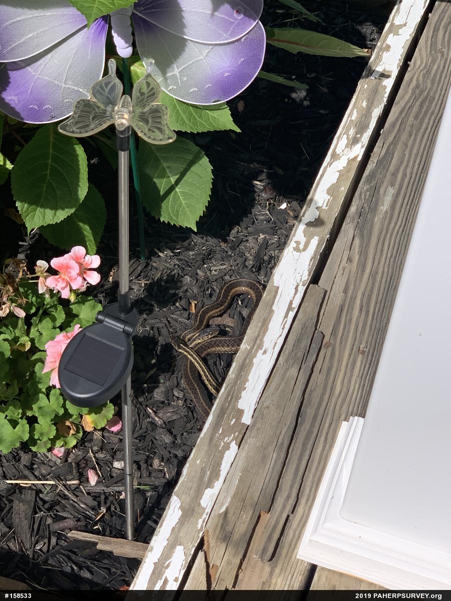 Eastern Gartersnake