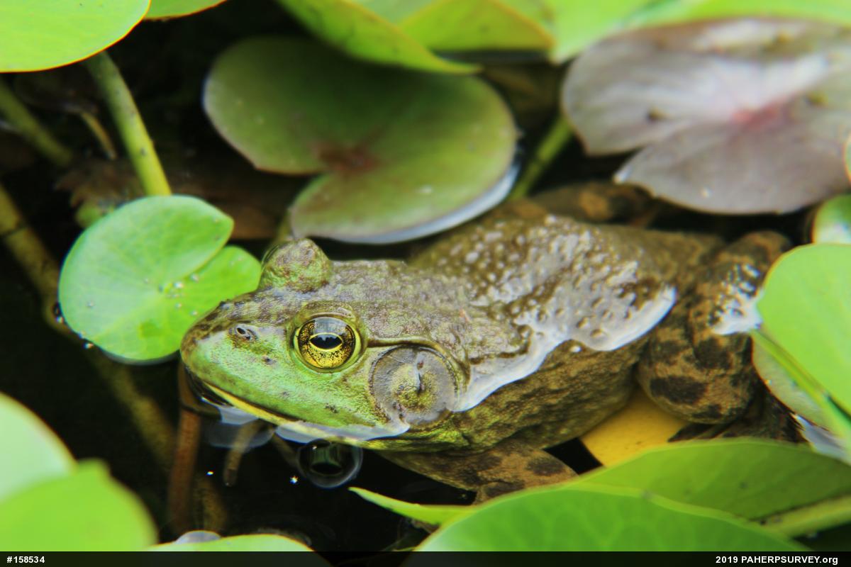 American Bullfrog