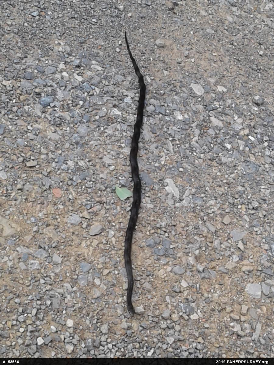 Eastern Ratsnake