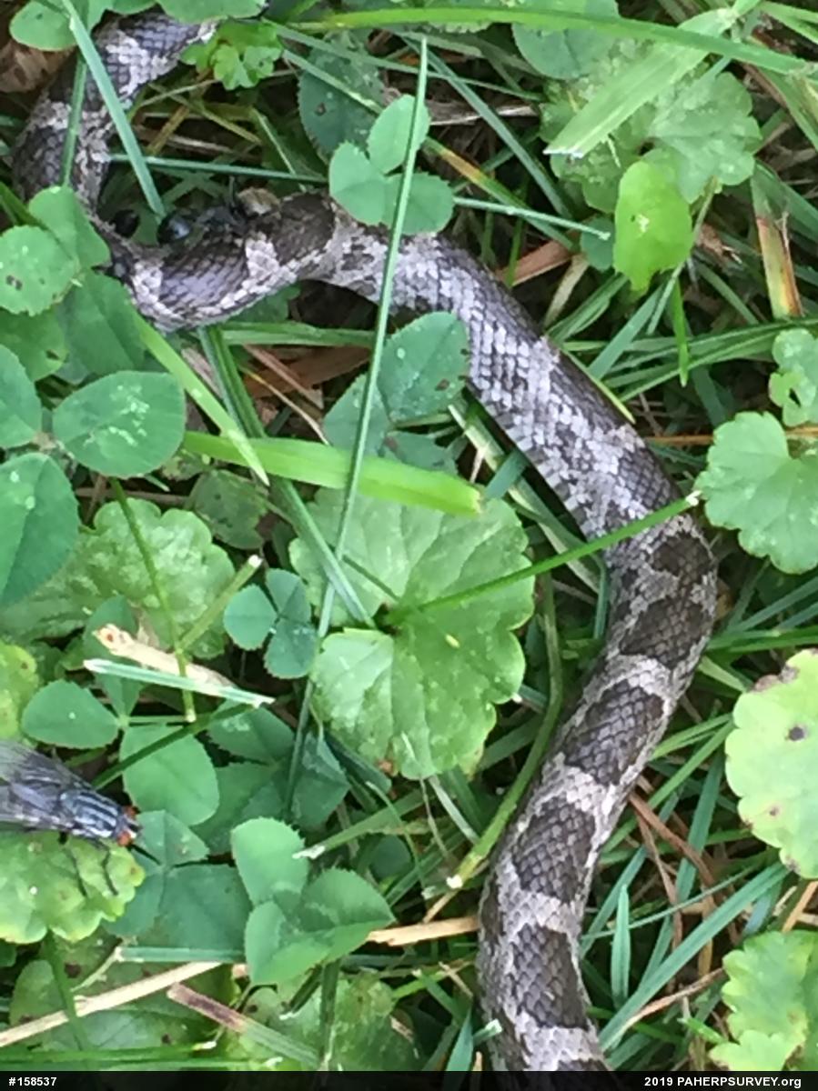 Eastern Ratsnake
