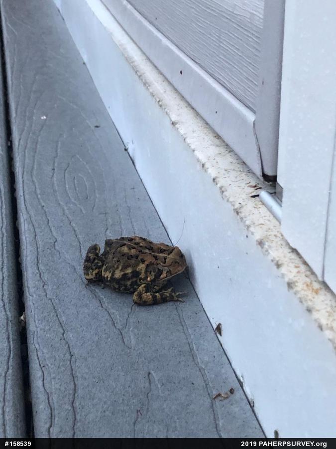 Eastern American Toad