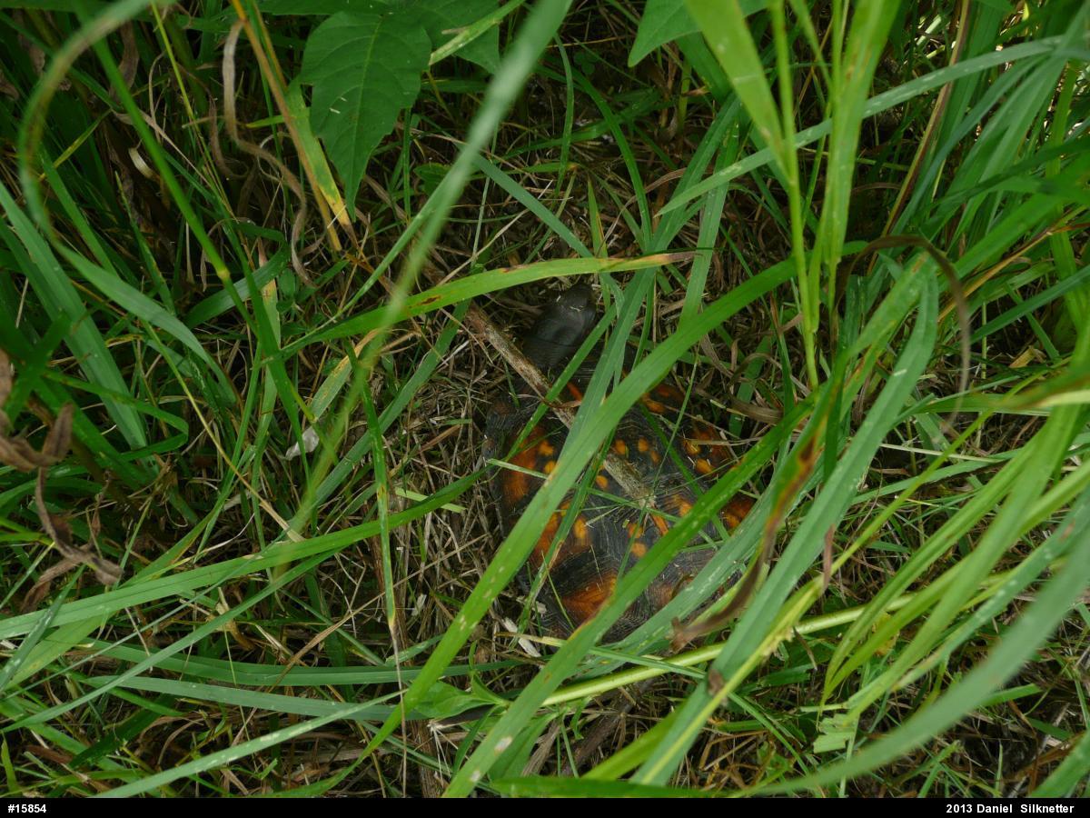 Eastern Box Turtle