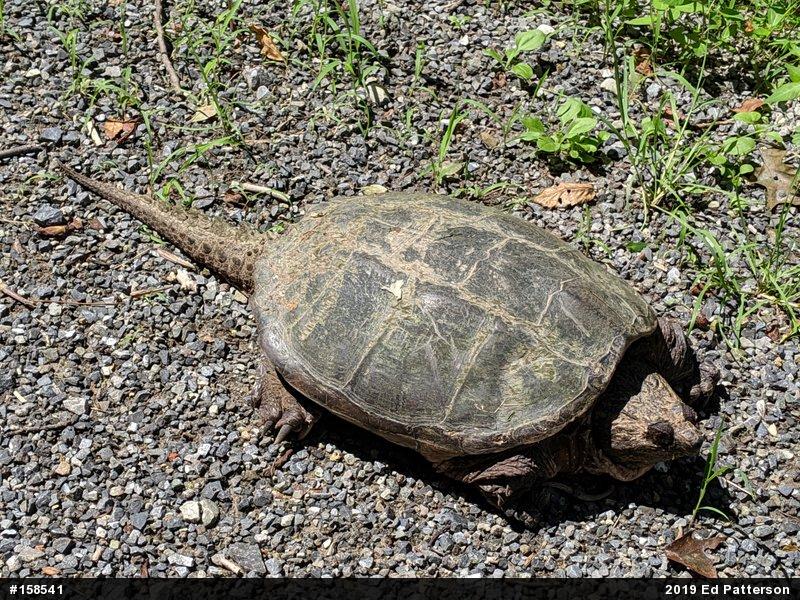 Snapping Turtle