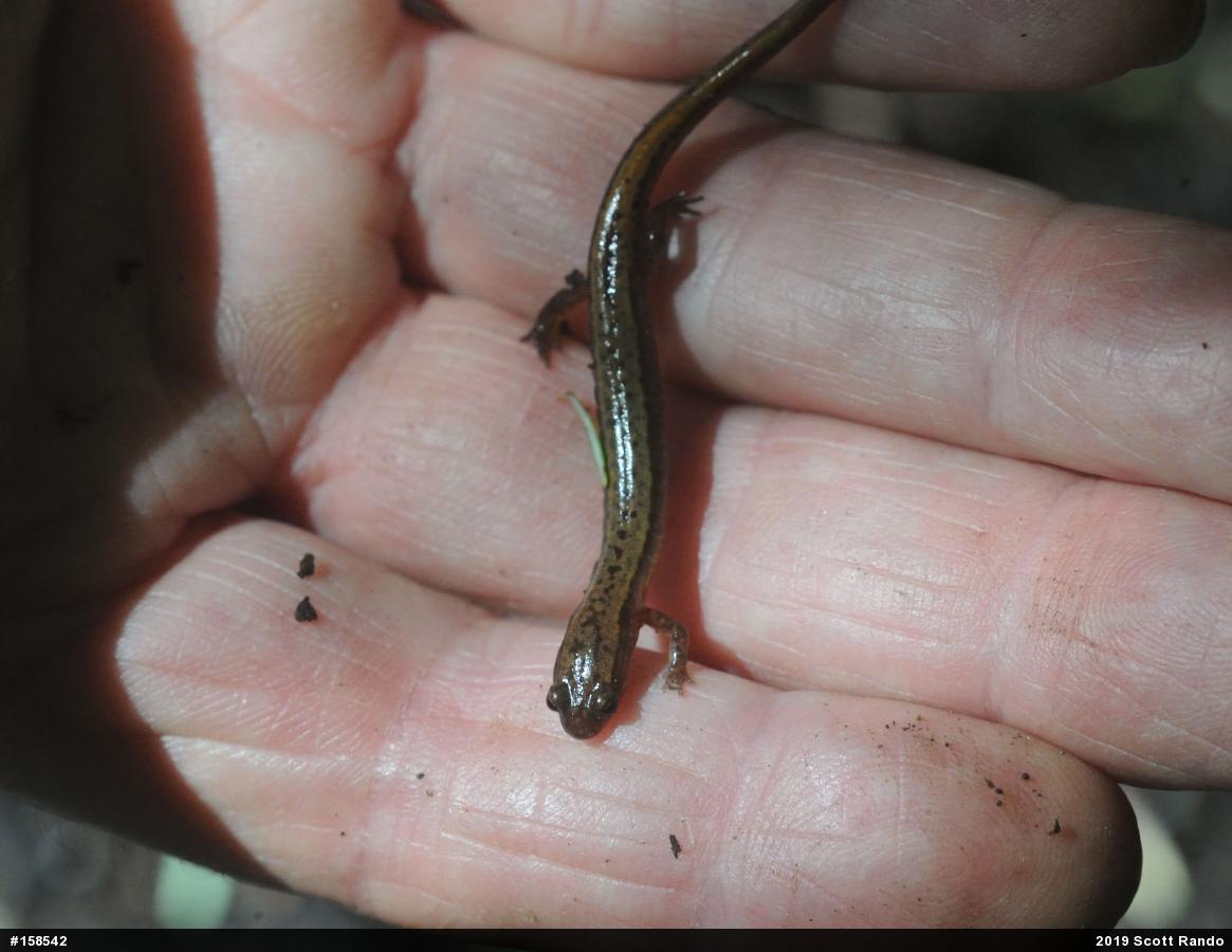 Northern Two-lined Salamander