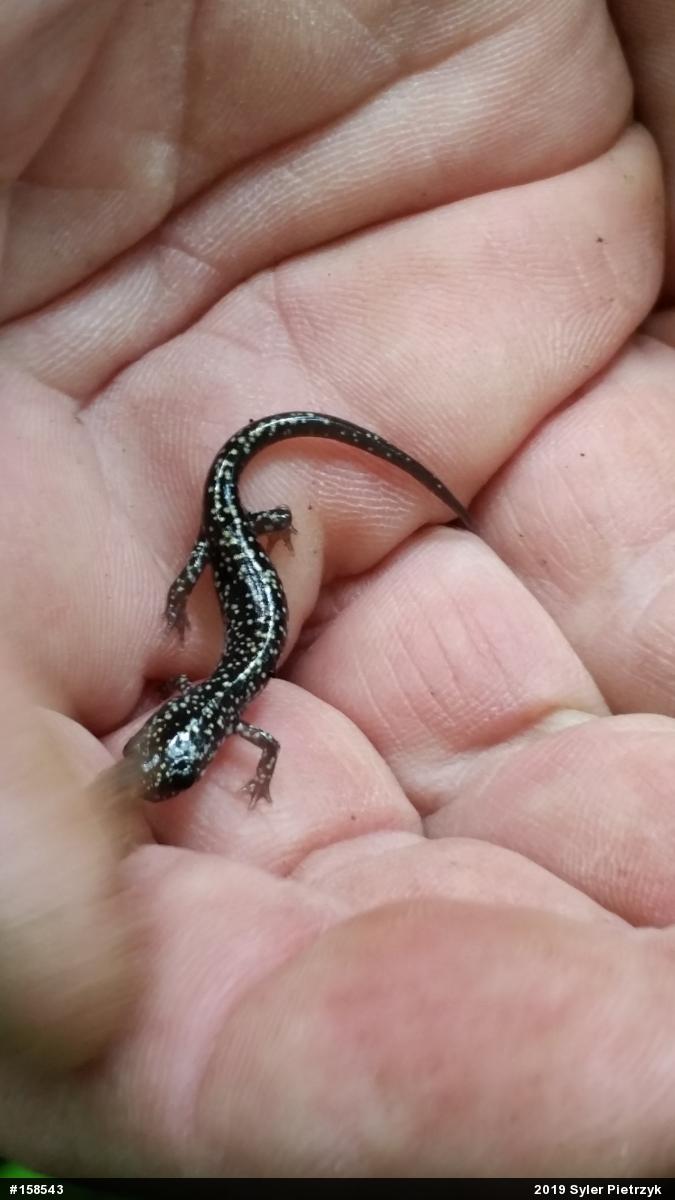 Northern Slimy Salamander