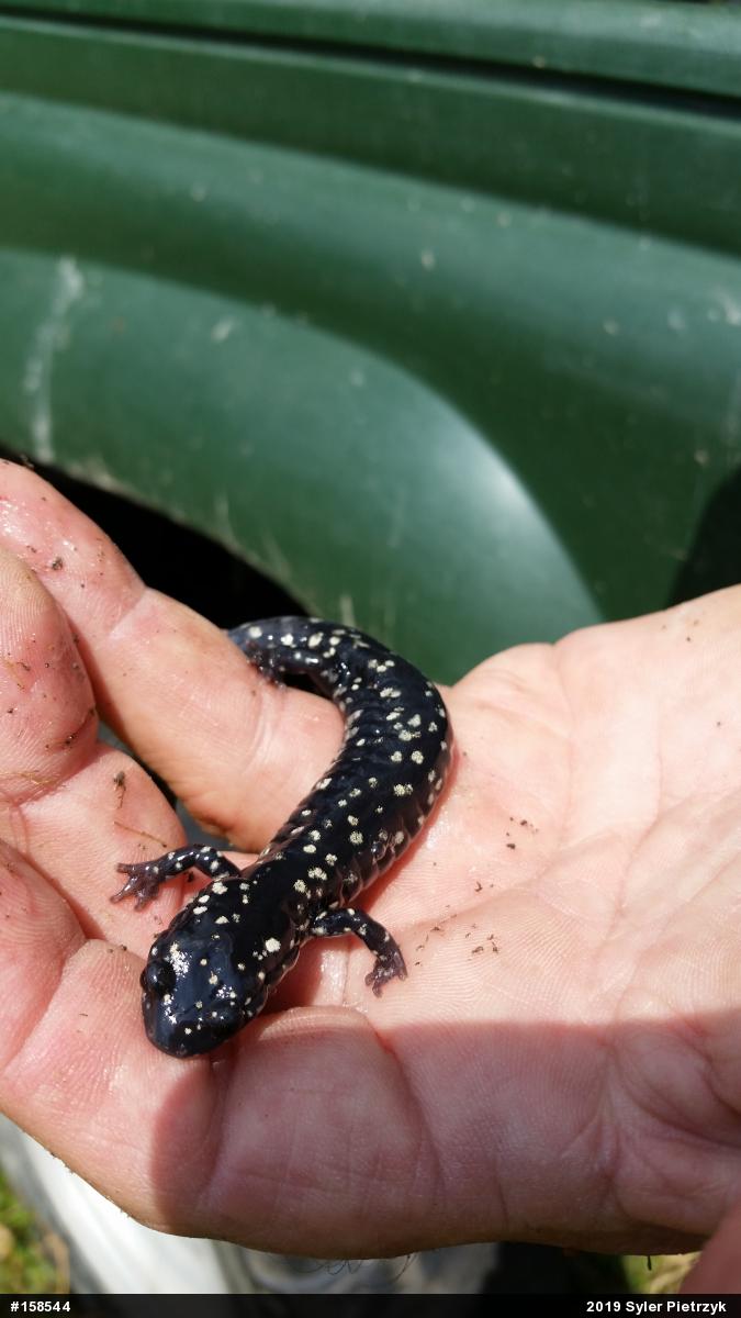 Northern Slimy Salamander