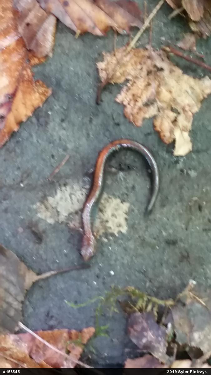 Eastern Red-backed  Salamander