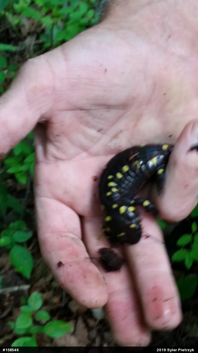 Spotted Salamander