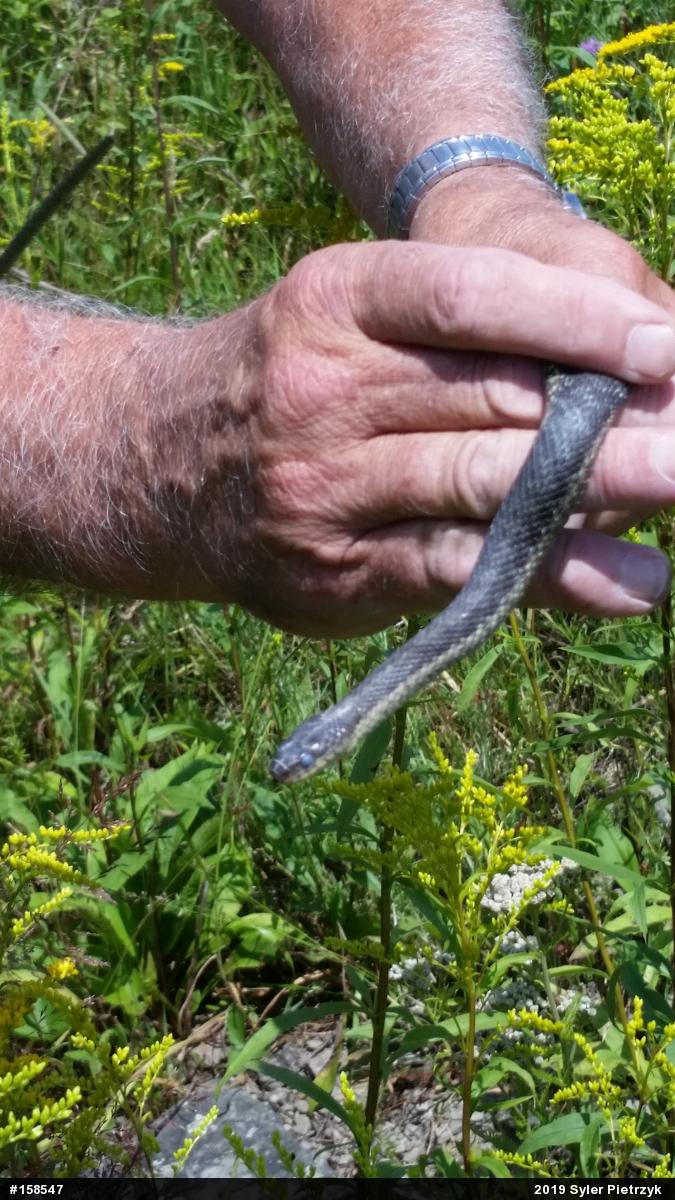 Eastern Gartersnake