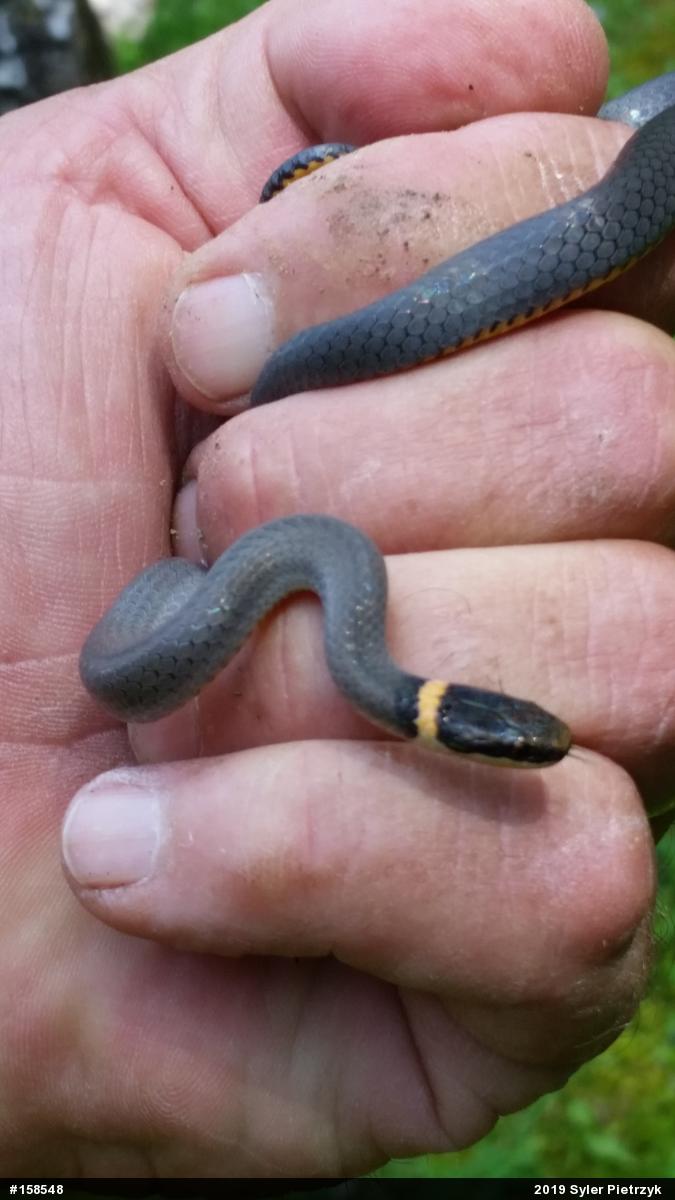 Northern Ring-necked Snake