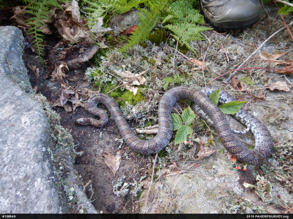 Eastern Milksnake