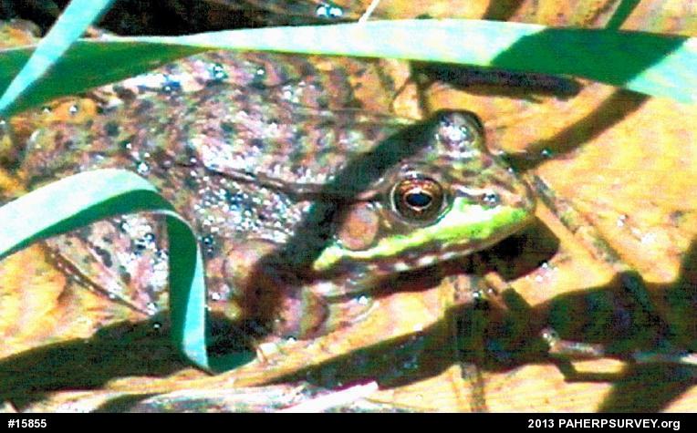 Green Frog