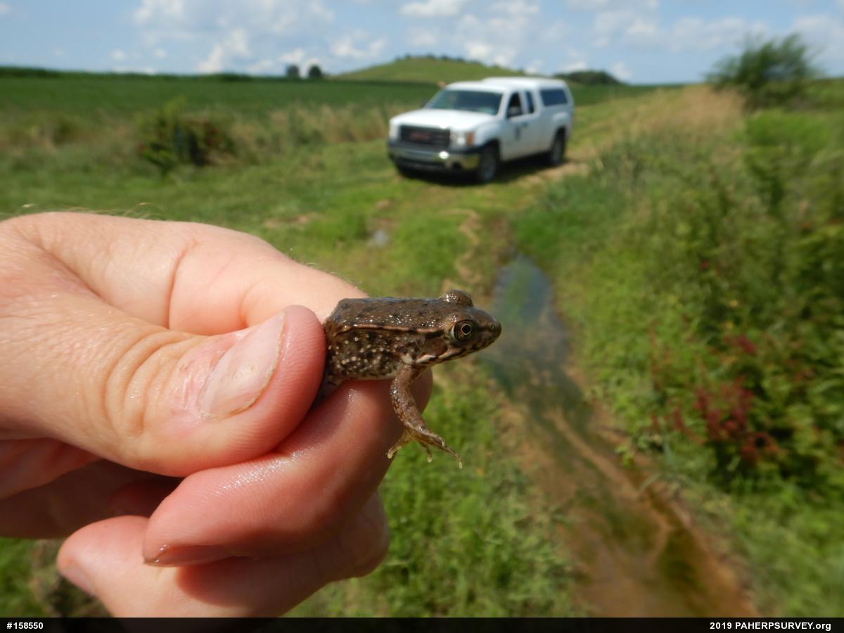 Green Frog