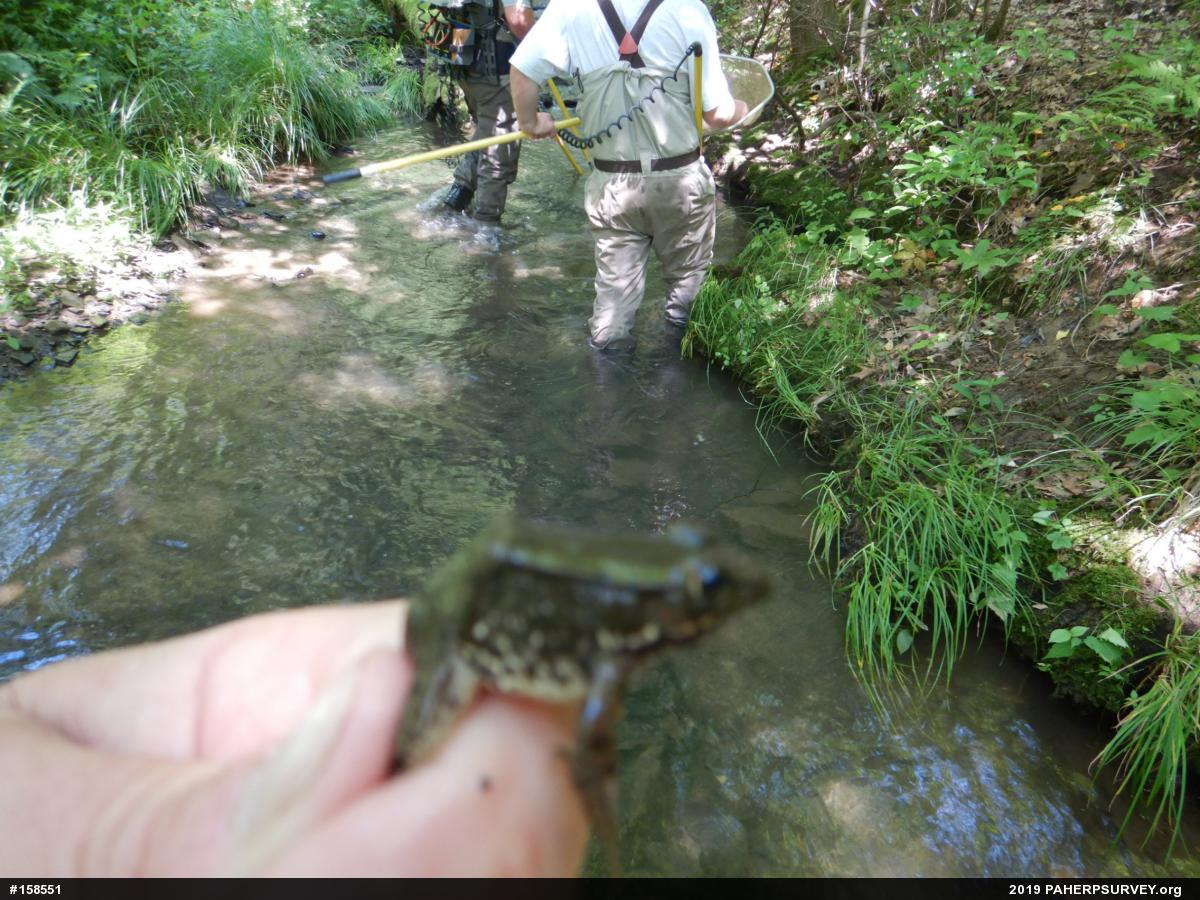 Green Frog